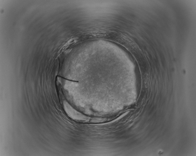 X0000068851298200605261655