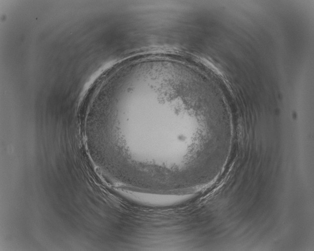 X0000068851310200605261655