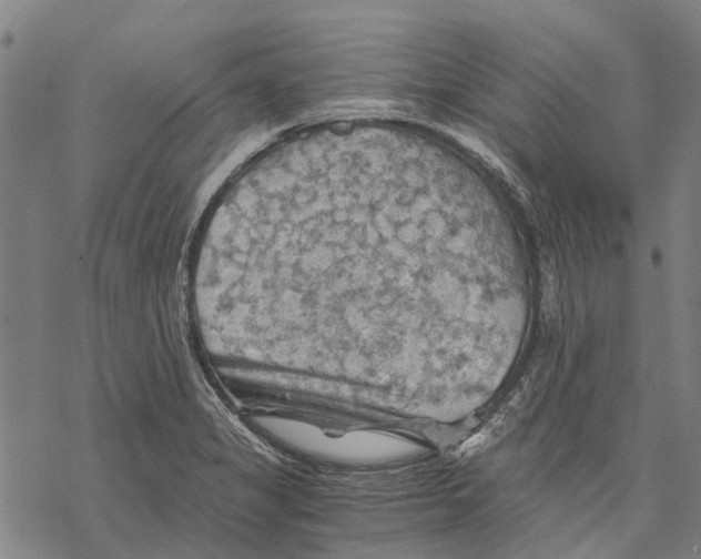 X0000068851325200605261656