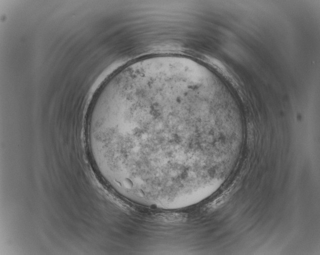 X0000068851331200605261656