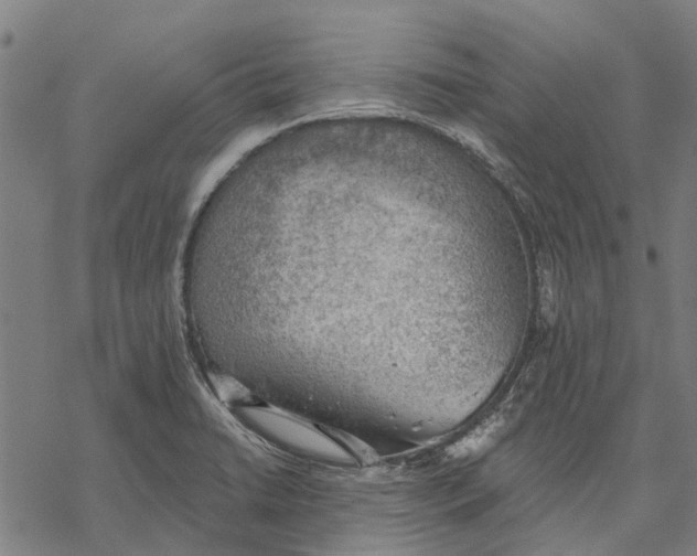 X0000068851422200605261654