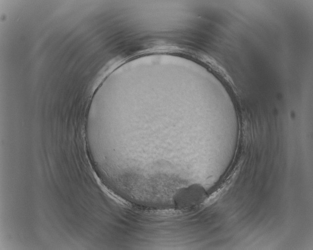 X0000068851425200605261654