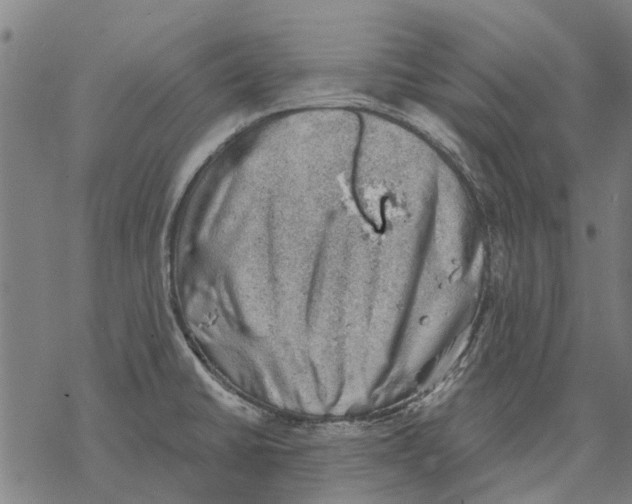 X0000068851430200605261654