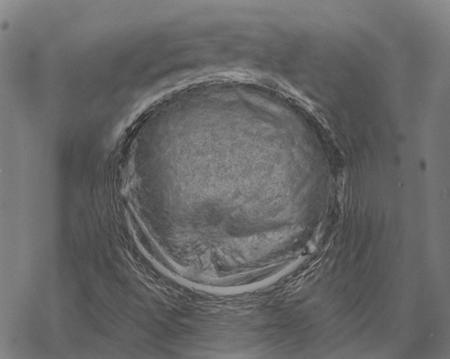 X0000068851496200605261652