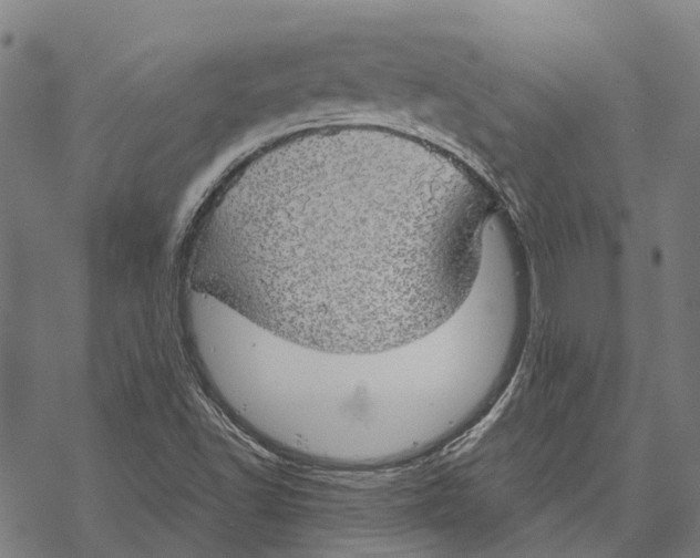 X0000068851502200605261652