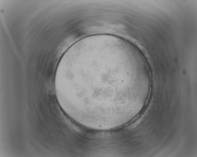 X0000068851521200605261653