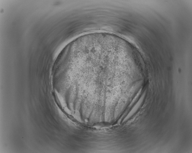 X0000068851524200605261653