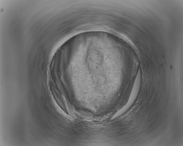 X0000068851528200605261653