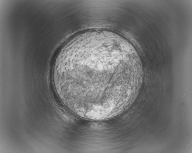 X0000068850346200606021740