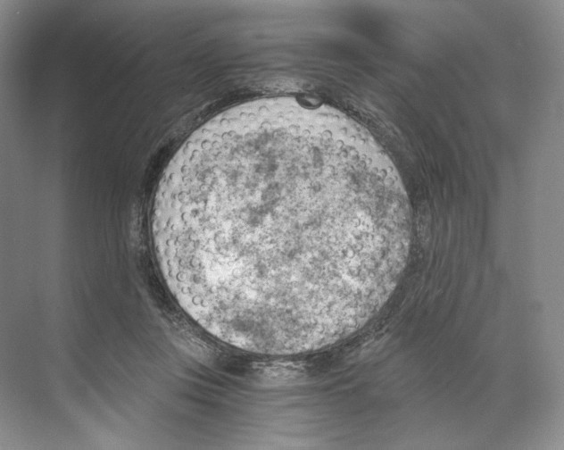 X0000068850359200606021741