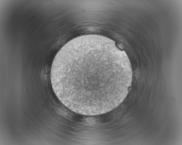X0000068850423200606021740