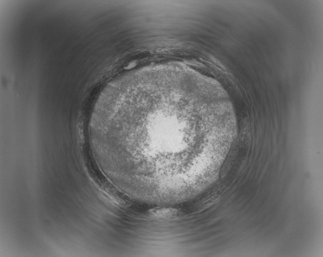 X0000068850452200606021739