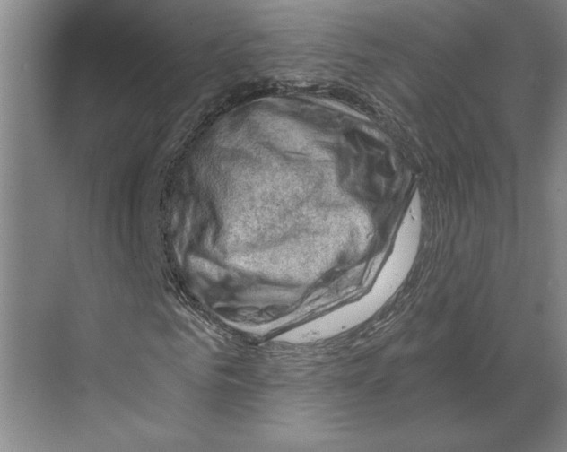 X0000068850961200606021731