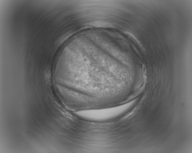 X0000068851065200606021729