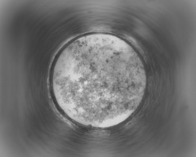 X0000068851331200606021725