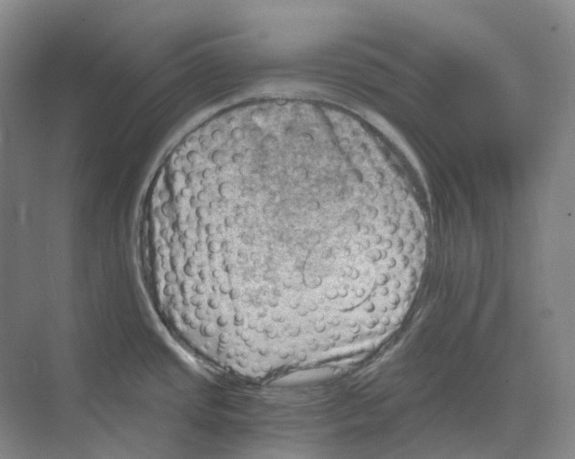 X0000068851437200606021723