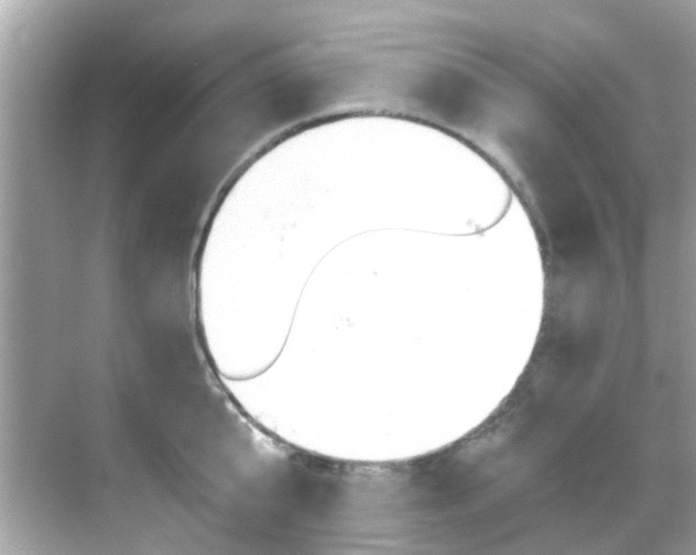 X0000068860807200605051042