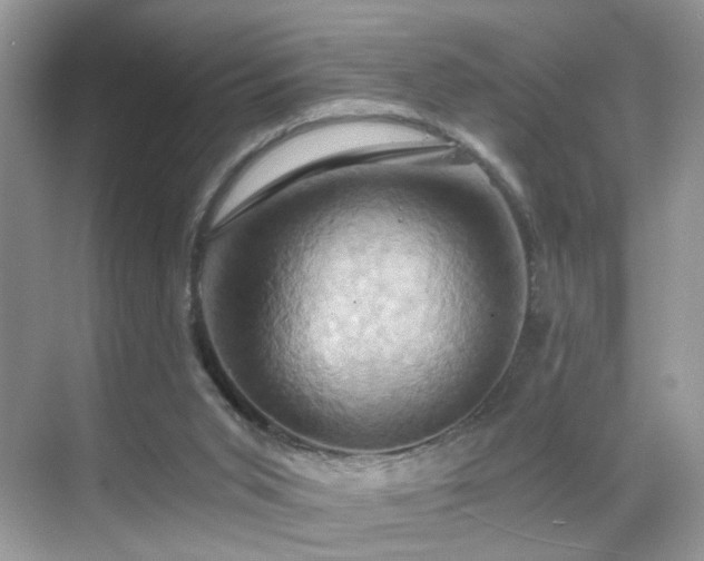 X0000068860015200605051250