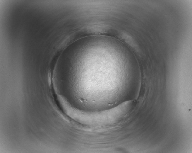 X0000068860021200605051250