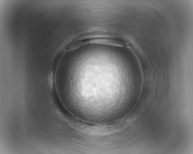 X0000068860024200605051250
