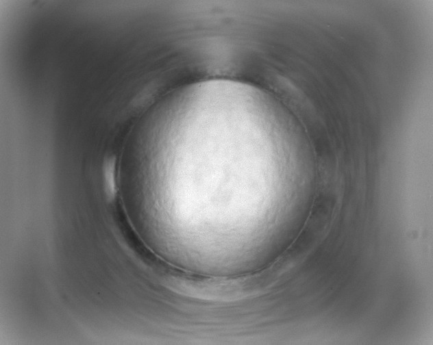 X0000068860028200605051250