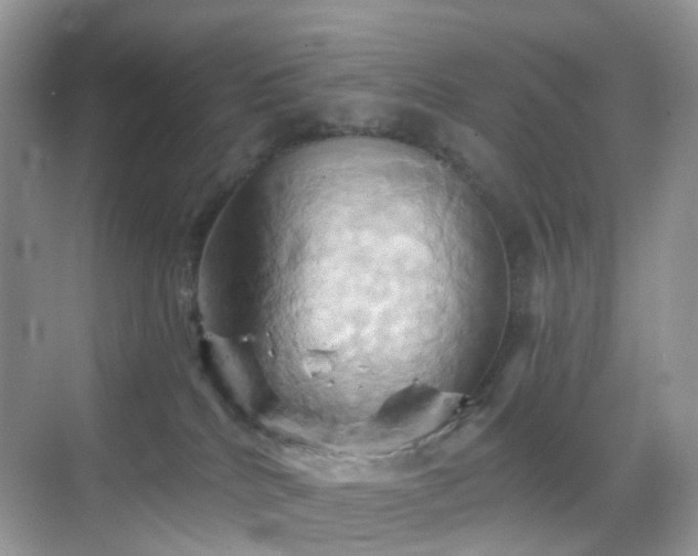 X0000068860040200605051250