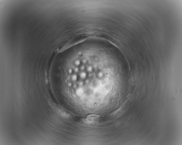X0000068860187200605051248