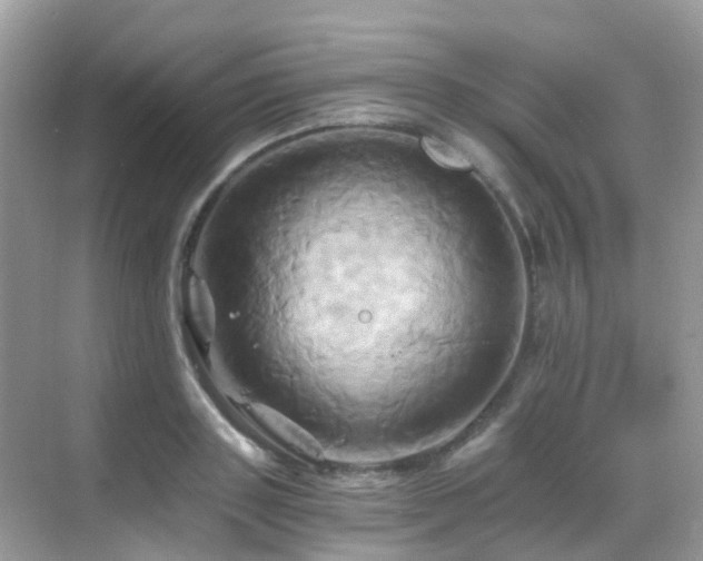 X0000068860843200605051237