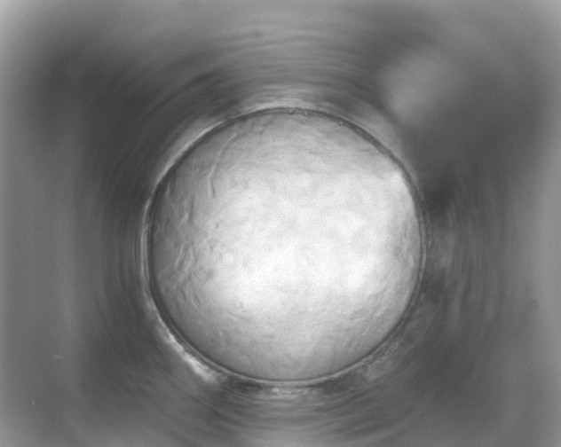 X0000068861290200605051229