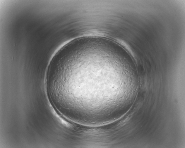 X0000068861387200605051227