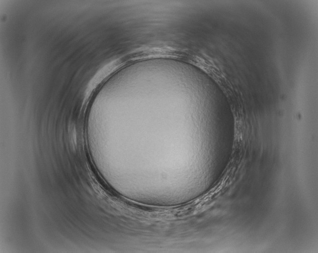 X0000068860004200605081252