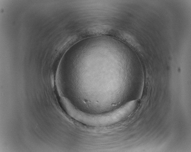 X0000068860021200605081252
