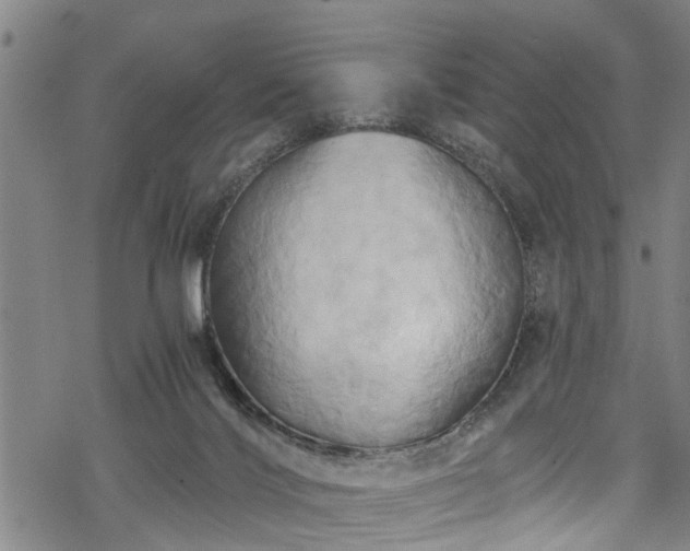 X0000068860028200605081252