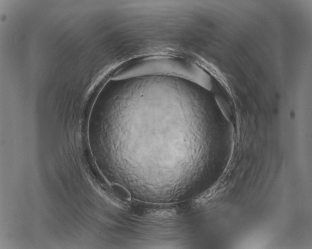 X0000068860155200605081249