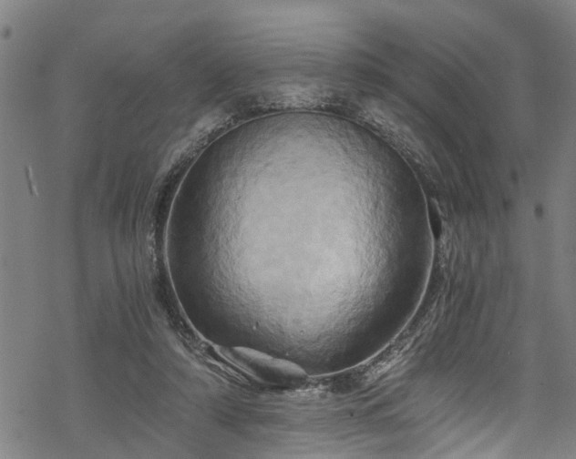X0000068860306200605081247