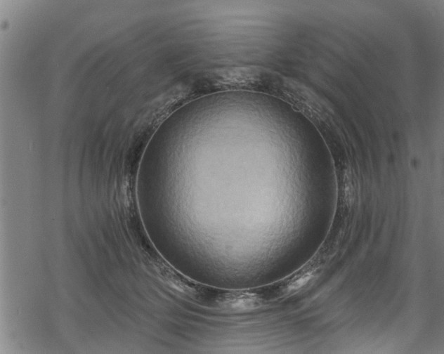 X0000068860514200605081244