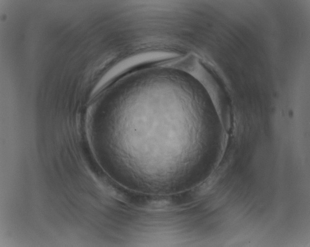 X0000068860066200605121928