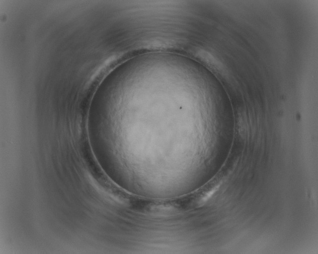 X0000068860208200605121925