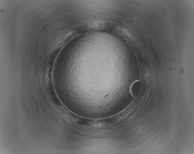 X0000068860746200605121916