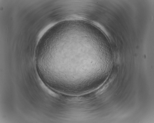 X0000068861387200605121906