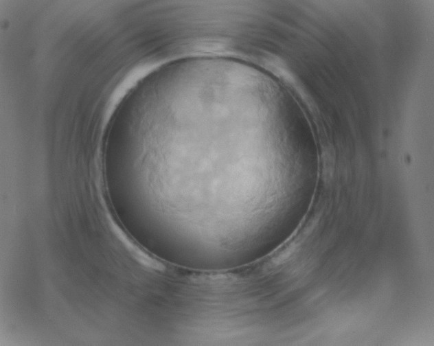 X0000068861432200605121906