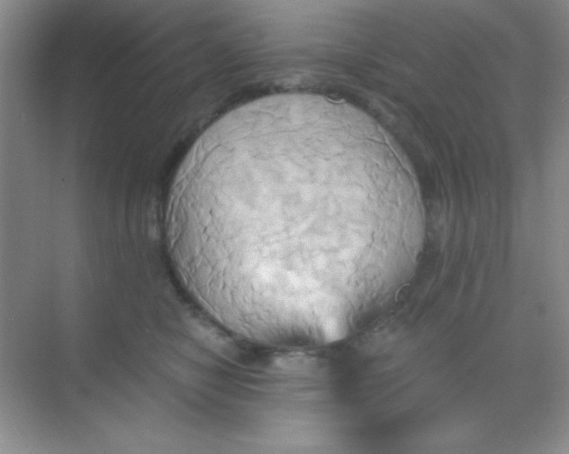 X0000068860470200605192022