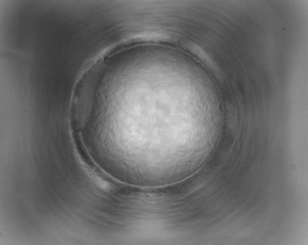 X0000068860486200605192021