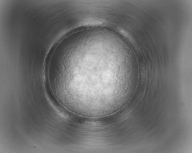 X0000068860582200605192019