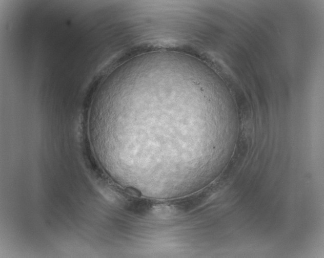 X0000068860591200605192019