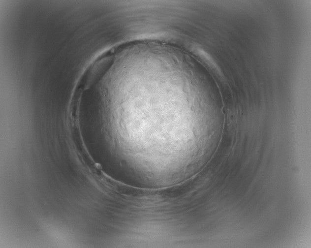 X0000068860628200605192018