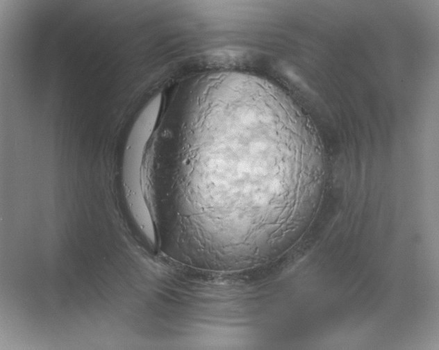 X0000068860737200605192017