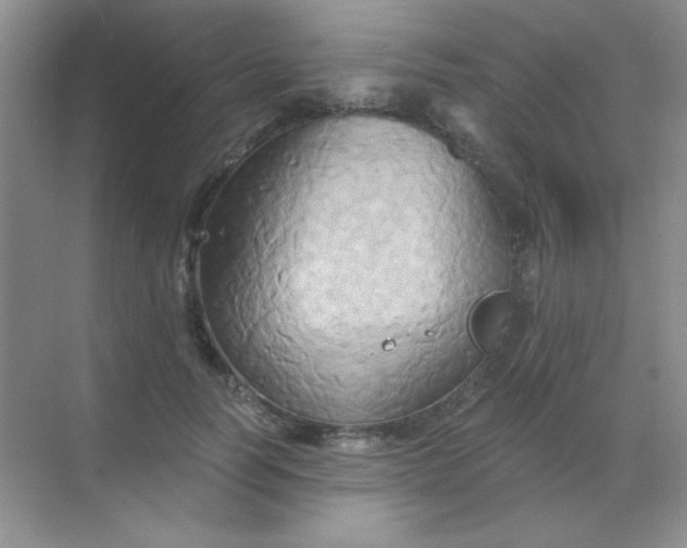 X0000068860746200605192017