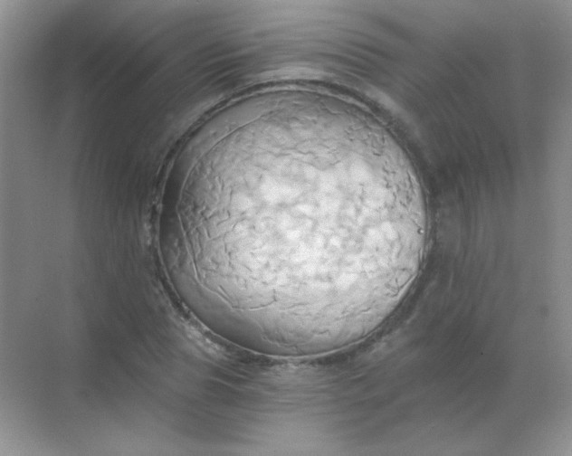 X0000068860929200605192013