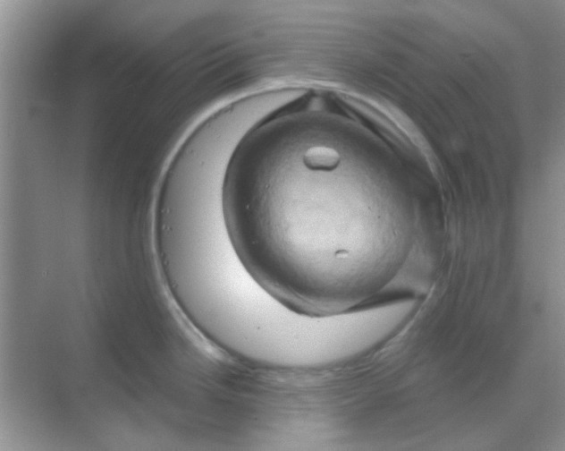 X0000068861246200605192009